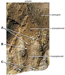 Partie postérieure du palais et du basicrâne.
