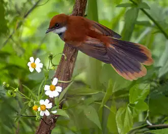 Description de l'image Palau Fantail Rhipidura lepida photographed in Koror Palau in 2013 by Devon Pike.jpg.