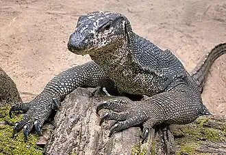 Description de l'image Palawan Water Monitor Lizard on The Beach.jpg.