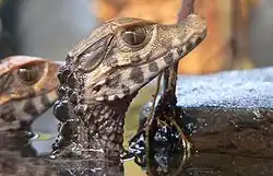 Jeunes Caïmans nain de Cuvier (Paleosuchus palpebrosus, Alligatoridae)