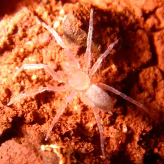 Description de l'image Paleotoca diminas (10.3390-taxonomy4030028) Figure 9 (cropped).png.