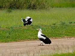 Parc national Murchison Falls, Ouganda
