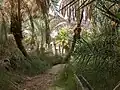 Palmeraie du ksar d'Adjahil.