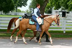 Photo d'un cavalier montant un Kentucky Mountain Saddle Horse grand de plus de 1,47 mètres (classe A).