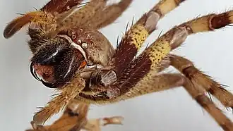 Vue Frontale avec les chélicères.
