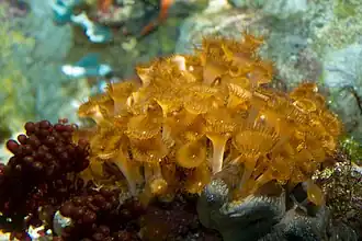 Palythoa variabilis (Sphenopidae)