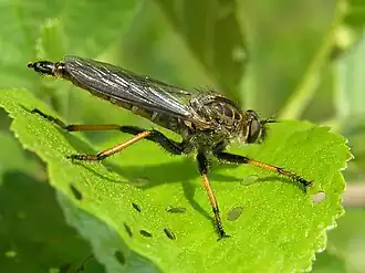 Description de l'image Pamponerus germanicus 3 beentree.jpg.