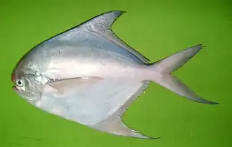 Pampus argenteus (Stromateidae).