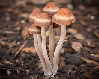 Panaeolus cinctulus