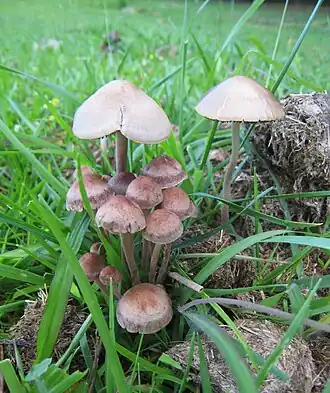 Description de l'image Panaeolus cinctulus on dung.jpg.
