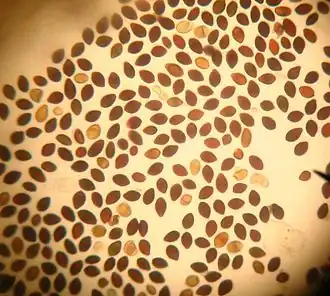 spores de Panaeolus cinctulus