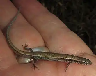 Description de l'image Panaspis maculicollis 26151756.jpg.