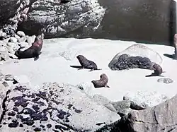 Otaries à fourrure de Nouvelle-Zélande  à Pancake Rocks.