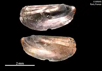 Description de l'image Pandora gorii (MNHN-IM-2000-20018) 001.jpeg.