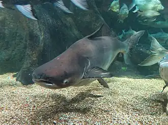 Poisson-chat géant du Mékong, endémique du fleuve Mékong (jusqu'à 3 m de long et 350 kg)