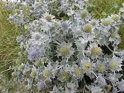 Panicaut maritime ou chardon des dunes.