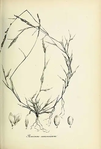Description de l'image Panicum caucasicum - Species graminum - Volume 3.jpg.