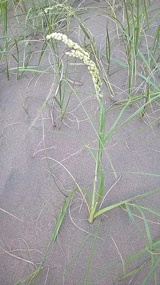 Description de l'image Panicum racemosum imported from iNaturalist photo 56394537 on 28 March 2020.jpg.