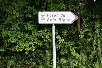 Image illustrative de l’article Forêt de Bois Blanc (La Réunion)