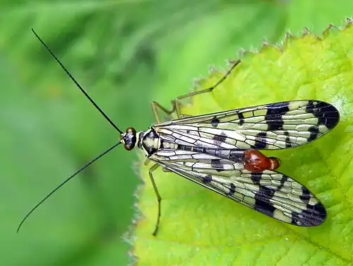 Ailes très marquées.