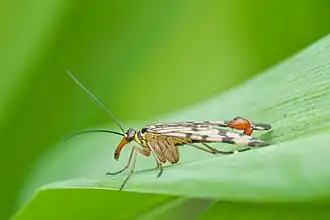 Panorpa communis (Mecoptera).