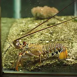 Panulirus brunneiflagellum