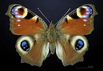 Paon-du-jour (Aglais io).