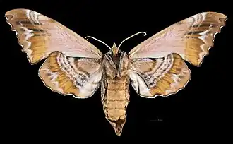 Revers de la femelle (coll.MHNT)