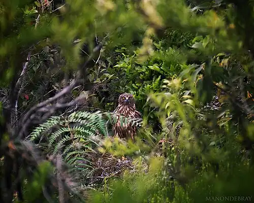 L'oiseau ayant donné son nom au téléphérique.