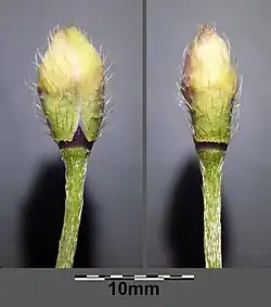 Bouton floral, couvert par les 2 sépales caducs