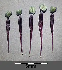 Étamines, haut du filet élargi, sacs polliniques courbés