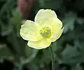 Papaver lapponicum.