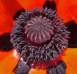 Nombreuses étamines entourant l’ovaire avec stigmates rayonnants.