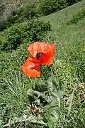 Pavot d’Orient sauvage, en Arménie.