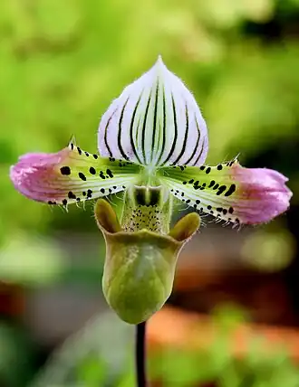 Description de l'image Paphiopedilum acmodontum GotBot 2015 002 - cropped.jpg.