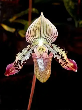 Description de l'image Paphiopedilum argus (16990043526) - cropped.jpg.