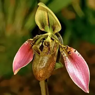 Description de l'image Paphiopedilum bullenianum Orchi 024.jpg.
