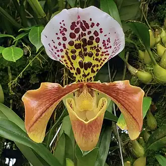 Description de l'image Paphiopedilum gratrixianum at the Conservatory of Flowers (San Francisco) 01 (cropped).jpg.