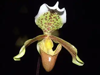 Description de l'image Paphiopedilum insigne Orchi 02.jpg.