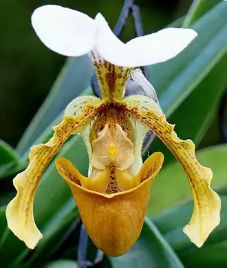 Description de l'image Paphiopedilum insigne var. barbigerum (14992576782) - cropped.jpg.