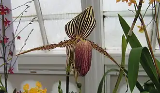 Paphiopedilum rothschildianum.