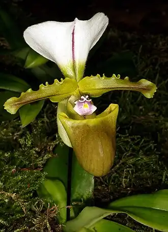 Description de l'image Paphiopedilum spicerianum Orchi 1044.jpg.