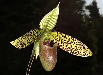 Description de l'image Paphiopedilum sukhakulii-Orchi 009.jpg.