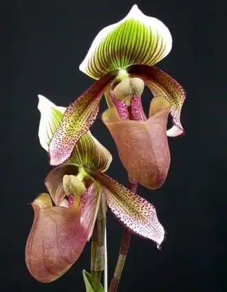 Description de l'image Paphiopedilum superbiens.jpg.