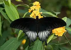 Papilio memnon ♂avec queues,  Jardin botanique et zoologique Wihelma, Stuttgart, Allemagne