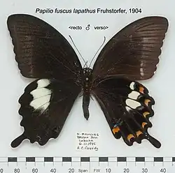 Papilio fuscus lapathus mâle (recto et verso).