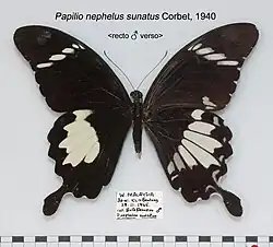 Papilio nephelus sunatus, recto et verso.