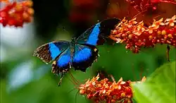 Imago, changement de couleur des ailes en fonction de la lumière