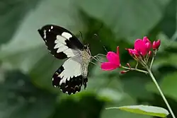 Adulte en train de se nourrir