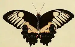Papilio gambrisius femelle